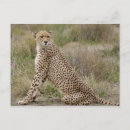 Suche nach acinonyx jubatus postkarten Große katze