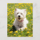 Suche nach westie postkarten Niedlich