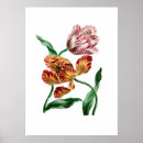 Suche nach naturgeschichte poster Blume