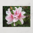 Suche nach rhododendron postkarten Rhododendren