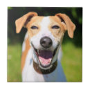 Suche nach wilde hunde fliesen Wild lebende tiere