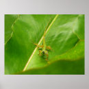 Suche nach lizards poster Jede person