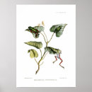 Suche nach baumfrosch poster Reptil