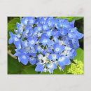 Suche nach hydrangea postkarten Blau