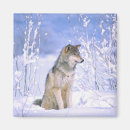 Suche nach lupus magnete Schnee