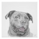 Suche nach staffordshire poster Welpe