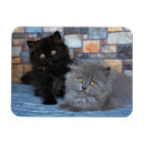 Suche nach persische katze magnete Haustier