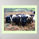 Suche nach galloway Rinder