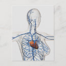 Suche nach zirkulation postkarten Biologie