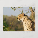 Suche nach wildlife Gepard