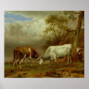 Suche nach stiere poster Kampf