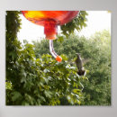 Suche nach hummingbird poster Drucken