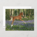 Suche nach morgan horse postkarten Animal