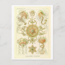 Suche nach haeckel postkarten Qualle