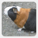 Suche nach guinea pig aufkleber Nagetier