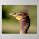 Suche nach kormoran poster Natur