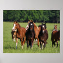 Suche nach ponys poster Herde