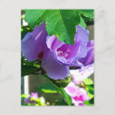 Suche nach lila rose postkarten Natur