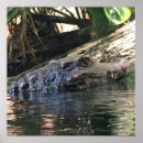 Suche nach alligator poster Reptilien