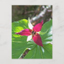 Suche nach trillium Blau