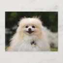 Suche nach zwergspitz postkarten Loulou