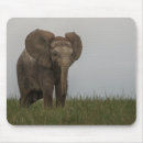 Suche nach busch mousepads Tierwelt
