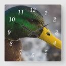 Suche nach portrait wanduhren Tierwelt