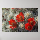 Suche nach stachelig poster Blüten