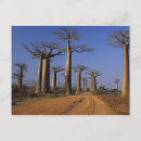 Suche nach baobab postkarten Landschaft