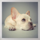 Suche nach babytiere poster Usa