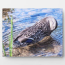 Suche nach enten fotoplatten Tierwelt
