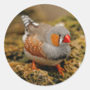 Suche nach finken aufkleber Tierwelt