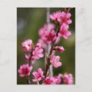 Suche nach rosa baum postkarten Blühen