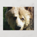 Suche nach braunbär postkarten Jede person