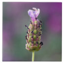 Suche nach stücke fliesen Blume