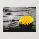 Suche nach essbare postkarten Blume