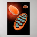 Suche nach mitochondrien poster Biologie