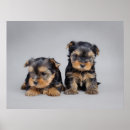 Suche nach yorkie welpen poster Für alle