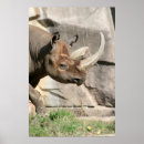 Suche nach nashorn poster Zoo