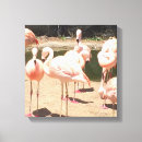 Suche nach flamingos leinwandbilder Zoo