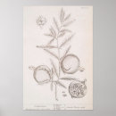 Suche nach vintage kräuter poster Botanisch
