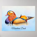 Suche nach wasservogel poster Vogelkunst