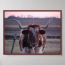 Suche nach longhorn poster Vieh