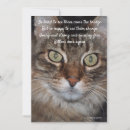Suche nach cat sympathy karten Katzen