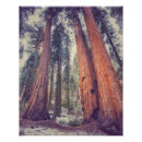 Suche nach sequoia poster Park