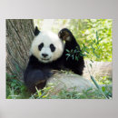 Suche nach niedliche pandas poster Tierphotographie