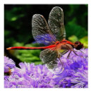 Suche nach tierwelt poster Natur