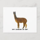 Suche nach guanaco postkarten Lama