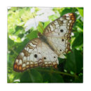 Suche nach tropische schmetterlinge fliesen Exotisch