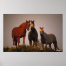 Suche nach araber poster Foto